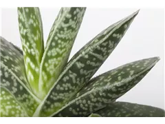 Aloe variegata 'Magic' - Aloe 'Magic' Aloe variegata 'Magic' - Aloe 'Magic'