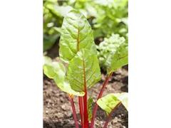Beta vulgaris var. cicla - Blatt-Mangold Beta vulgaris var. cicla - Blatt-Mangold