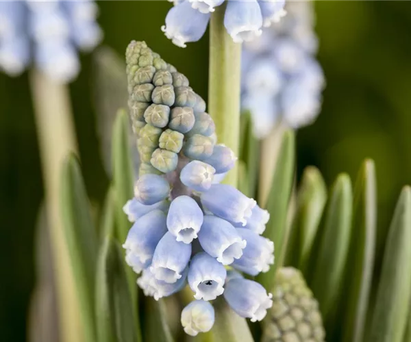 - Fliegende Ostertassen  - Fliegende Ostertassen