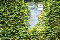 - Fassadenbegrünung   - Fassadenbegrünung