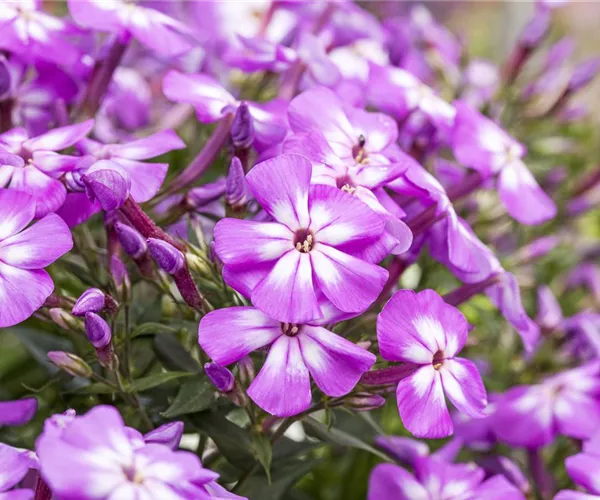 - Flammenblumen lassen Ihren Garten in Farben baden  - Flammenblumen lassen Ihren Garten in Farben baden
