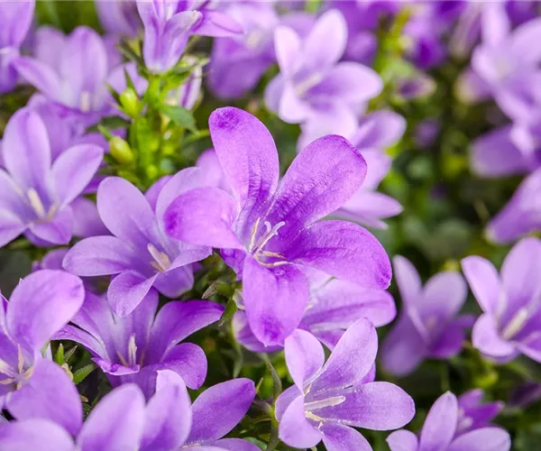 - Die Glockenblume: die Vielfalt in einer Pflanze  - Die Glockenblume: die Vielfalt in einer Pflanze