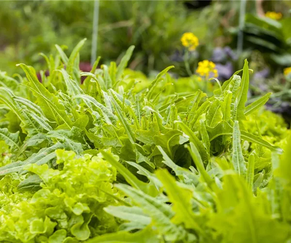- Ein bunter Salat auf dem Balkon mit Urban Gardening  - Ein bunter Salat auf dem Balkon mit Urban Gardening