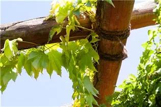 Parthenocissus tricuspidata 'Veitchii' - Dreilappige Jungfernrebe 'Veitchii' Parthenocissus tricuspidata 'Veitchii' - Dreilappige Jungfernrebe 'Veitchii'