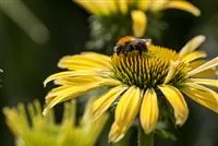 - Gemüse blühen lassen als Insektenweide  - Gemüse blühen lassen als Insektenweide