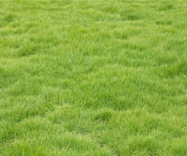 - Der gepflegte Rasen  - Der gepflegte Rasen