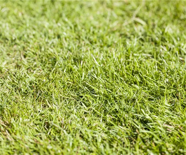 - Rollrasen richtig verlegen - Tipps & Tricks  - Rollrasen richtig verlegen - Tipps & Tricks