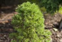 - Zwergkoniferen - klein aber fein  - Zwergkoniferen - klein aber fein