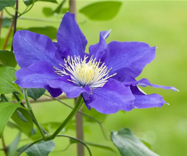 - Clematis – die robuste Kletterpflanze im Garten  - Clematis – die robuste Kletterpflanze im Garten