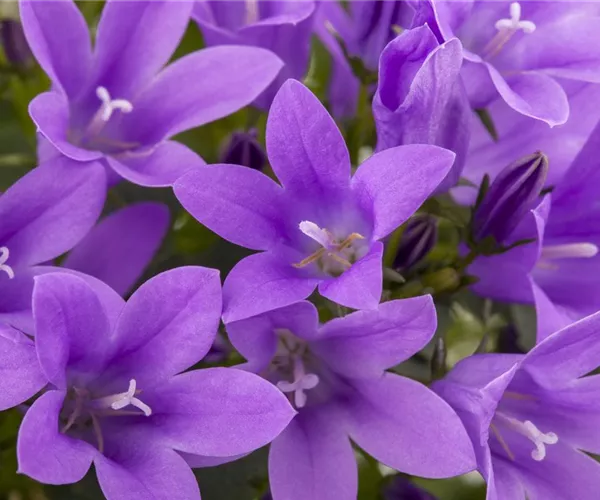 - Die Glockenblume als perfekter Nachbar im Garten  - Die Glockenblume als perfekter Nachbar im Garten