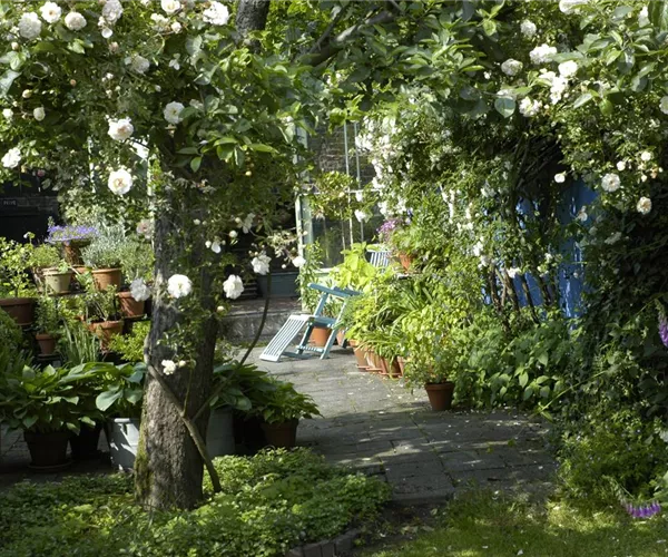 - Kletterpflanzen im Garten - hoch hinaus und noch viel weiter!  - Kletterpflanzen im Garten - hoch hinaus und noch viel weiter!