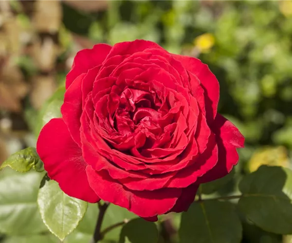 - Rosen pflanzen und schneiden   - Rosen pflanzen und schneiden
