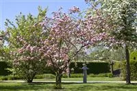 - Obstgehölze schneiden - Basis ertragreicher Ernten  - Obstgehölze schneiden - Basis ertragreicher Ernten