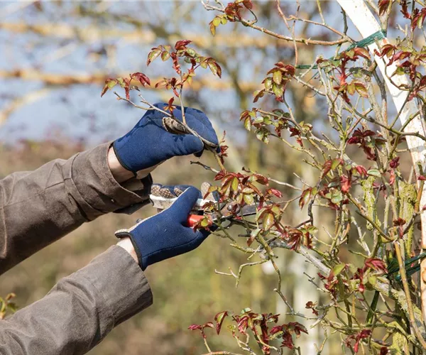 - Der Rosenschnitt – Schönheitskur im Frühling  - Der Rosenschnitt – Schönheitskur im Frühling