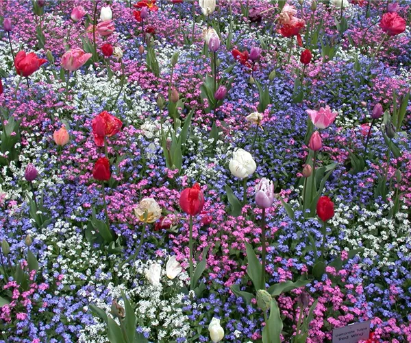 - Die Frühblüher – Stars und Sternchen im Frühling  - Die Frühblüher – Stars und Sternchen im Frühling