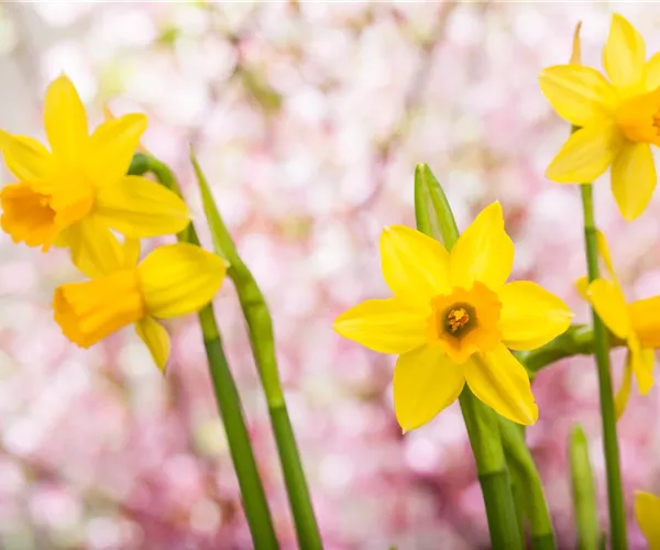 - Jetzt noch Blumenzwiebeln für das Frühjahr pflanzen  - Jetzt noch Blumenzwiebeln für das Frühjahr pflanzen