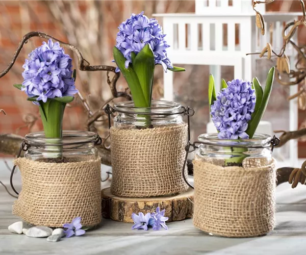 - Blumenzwiebeln im Haus – Frühling im Wohnzimmer  - Blumenzwiebeln im Haus – Frühling im Wohnzimmer