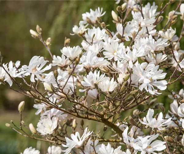 - Frühblühende Gehölze – Ziemlich coole Gartenbewohner  - Frühblühende Gehölze – Ziemlich coole Gartenbewohner