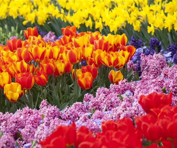 - Bunter Frühling mit Blumenzwiebel und Co. – eine Übersicht  - Bunter Frühling mit Blumenzwiebel und Co. – eine Übersicht