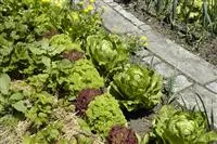 - Ideen für den Nutzgarten: Frisches Obst, Gemüse und Co.  - Ideen für den Nutzgarten: Frisches Obst, Gemüse und Co.