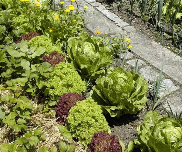 - Ideen für den Nutzgarten: Frisches Obst, Gemüse und Co.  - Ideen für den Nutzgarten: Frisches Obst, Gemüse und Co.