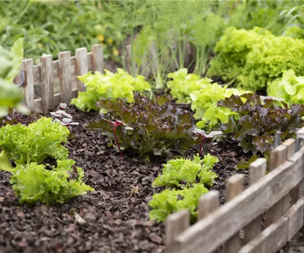 - Der eigene Gemüsegarten: Knackig, frisch und vitaminreich!  - Der eigene Gemüsegarten: Knackig, frisch und vitaminreich!