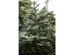 Abies concolor - Colorado-Tanne Abies concolor - Colorado-Tanne