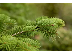 Abies nordmanniana - Nordmannstanne Abies nordmanniana - Nordmannstanne