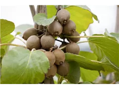 Actinidia chinensis - Kiwi Actinidia chinensis - Kiwi