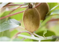 Actinidia chinensis 'Hayward' - Kiwi 'Hayward' Actinidia chinensis 'Hayward' - Kiwi 'Hayward'
