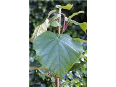 Actinidia chinensis 'Atlas' - Kiwi 'Atlas' (männlich) Actinidia chinensis 'Atlas' - Kiwi 'Atlas' (männlich)