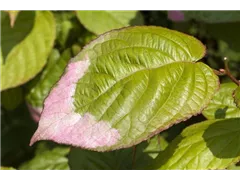 Actinidia kolomikta - Scharfzähniger Strahlengriffel Actinidia kolomikta - Scharfzähniger Strahlengriffel