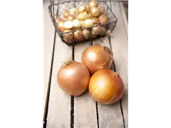 Allium cepa - Zwiebel Allium cepa - Zwiebel