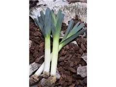Allium porrum - Lauch Allium porrum - Lauch