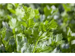 Apium graveolens - Echter Sellerie Apium graveolens - Echter Sellerie