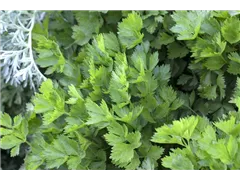 Apium graveolens var. secalinum - Schnitt-Sellerie Apium graveolens var. secalinum - Schnitt-Sellerie