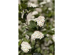 Aronia melanocarpa - Kahle Apfelbeere Aronia melanocarpa - Kahle Apfelbeere