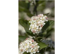 Aronia arbutifolia 'Brilliant' - Apfelbeere 'Brilliant' Aronia arbutifolia 'Brilliant' - Apfelbeere 'Brilliant'