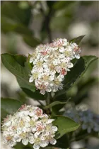 Aronia arbutifolia 'Brilliant' - Apfelbeere 'Brilliant' Aronia arbutifolia 'Brilliant' - Apfelbeere 'Brilliant'