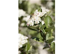 Aronia x prunifolia 'Nero' - Apfelbeere 'Nero' Aronia x prunifolia 'Nero' - Apfelbeere 'Nero'