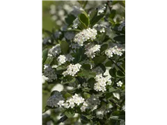 Aronia x prunifolia 'Viking' - Apfelbeere 'Viking' Aronia x prunifolia 'Viking' - Apfelbeere 'Viking'