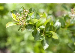 Aronia x prunifolia - Pflaumenblättrige Apfelbeere Aronia x prunifolia - Pflaumenblättrige Apfelbeere